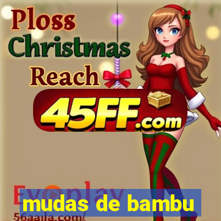mudas de bambu